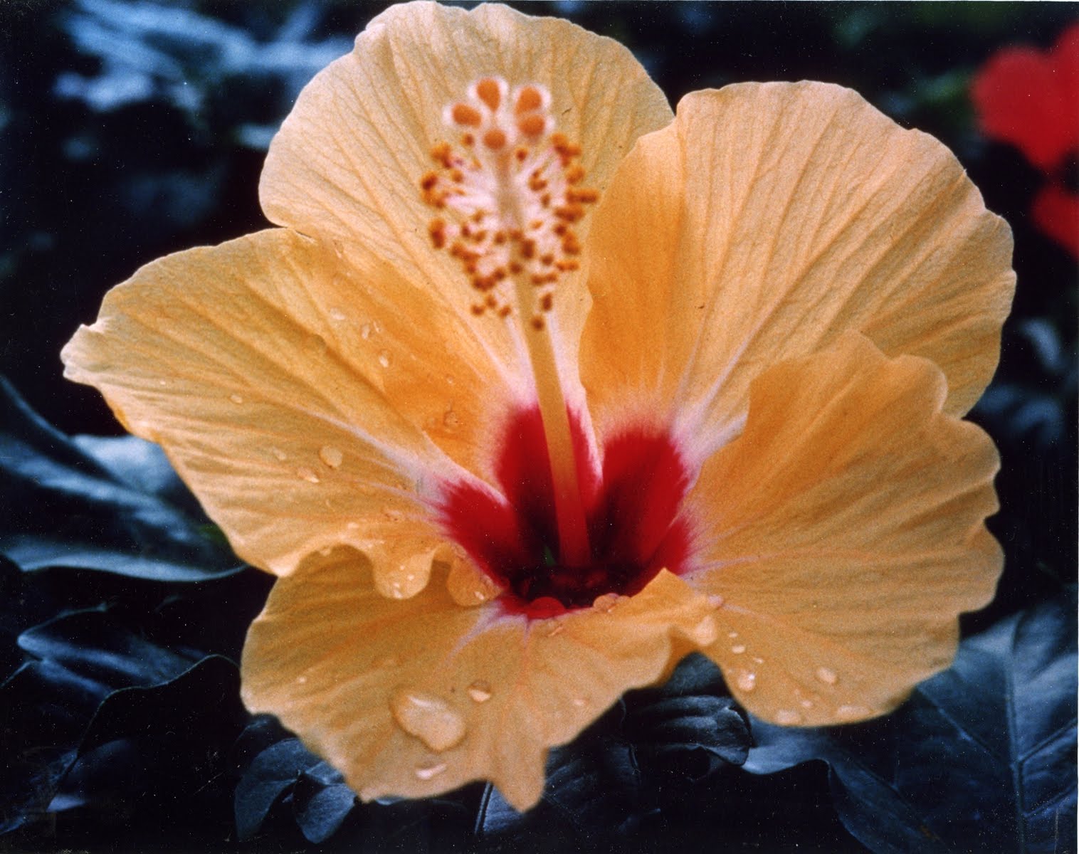 Mother of Israel's Eternal Images Lily Flower, The Last Rose, The